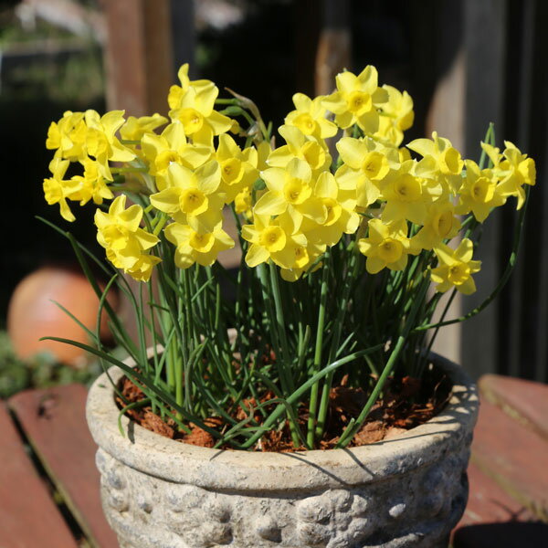 水仙：サブローサ2-4球植え3号ポット...