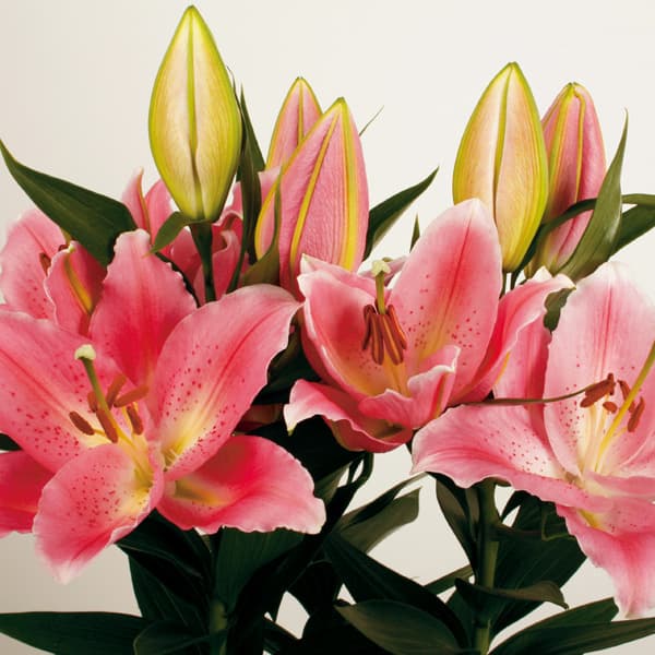 球根/ユリ：ハッピーオリエンタルリリーサニーカミノ1球入り 2個セット