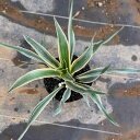 観葉植物/ユッカ:グロリオサ バリエガータ(斑入り)5号ポット 8株セット