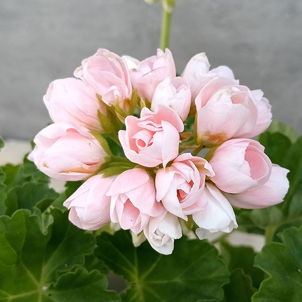 草花の苗/ゼラニウム（チューリップ咲き）：エマ5号鉢植え