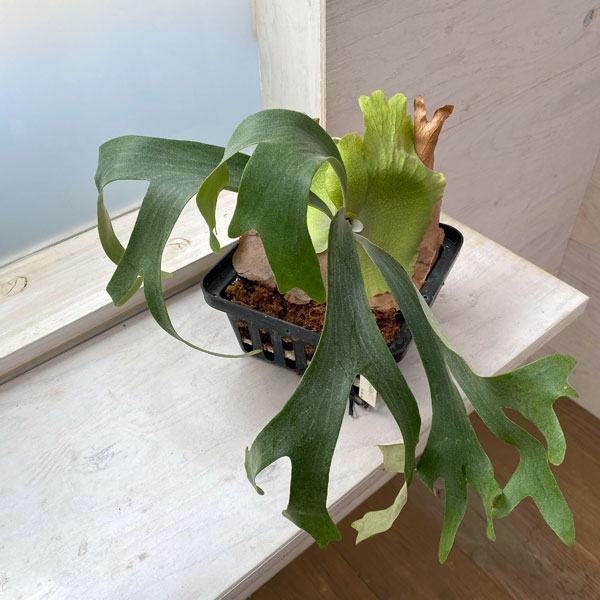 観葉植物/[送料無料]（わけあり特価）ビカクシダ（コウモリラン）：ウィリンダ ポット苗