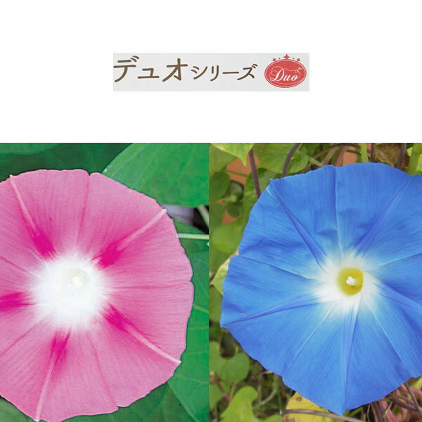 草花の苗/アサガオ（イポメア）：デュオ西洋朝顔（ピンキーショット×ヘブンリーブルー）3号ポット 6ポットセット