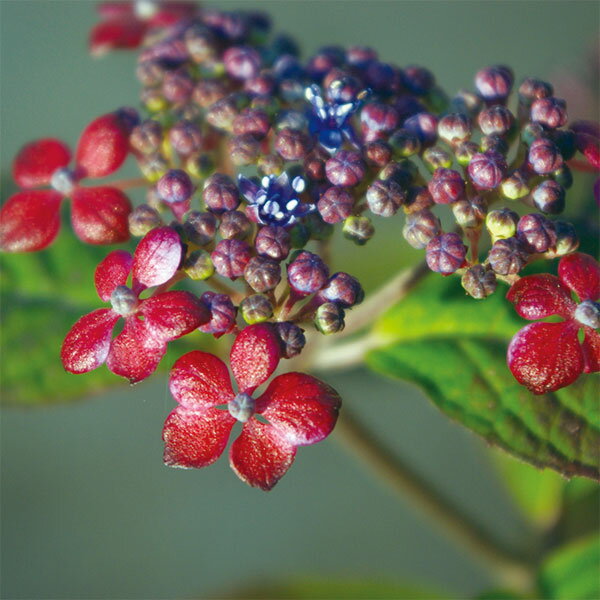 花木 庭木の苗/ヤマアジサイ：赤兵衛（アカベエ）3号ポット