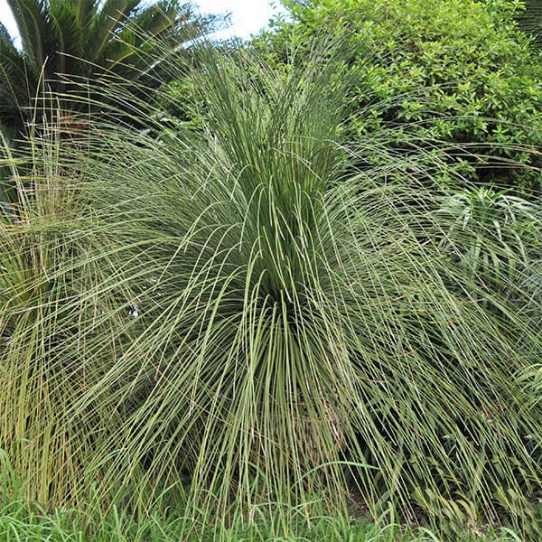 楽天市場】ダシリリオン(観葉植物|花・観葉植物):花 楽天市場】ダシリリオン(観葉植物|花・観葉植物):花