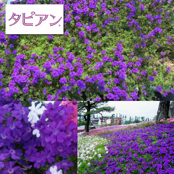 草花の苗/[送料無料]バーベナ（宿根）：タピアンバイオレット4号ポット(R) 16株セット