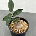 観葉植物/ペトペンチア:ナタレンシス 4号鉢植え