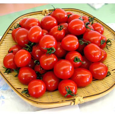 皮も薄く、口当たりもよい品種野菜の苗/[送料無料]ミニトマト：こころ3号ポット28株セット心温まる真っ赤なハート型のミニトマト「こころ」。皮が薄くて口当たりよし！味も甘い！トマト畑で評価が高かった品種です。育てやすさも抜群。味は極甘です。（見る角度によりハートに見えます）タイプ:ナス科の1年草 収穫: 7〜10月 日照：日なた栽培方法：畑の場合は苦土石灰を入れて耕し、畝を作ります。株間50cm間隔で定植してください。プランターの場合約60cmプランターで2株定植します。わき芽は手で摘み取れる大きさになったら全て摘み取ります。6〜7段と成長したら、最上段の花房の上の2枚の葉を残して摘心します。元肥は少なめにいれて、3・5・7段目に化成肥料を追肥します。葉ダニ、アブラムシに注意が必要です。（ポイント）元肥を少なくすると、一節目を短くすることができ、より早く収穫可能となる！一般的なトマトの育て方では肥料を少なめにして水をしぼって甘くしますが、こころは肥料大好き！お水大好き！ですので、実を甘くするには肥料や水切れに注意が必要です。収穫：実が色づいたら収穫します。お届けする苗は3号（直径9cm）ポット入り、28株セットです。写真は成長時（開花時）のイメージですが、お届けの際はまだ苗の状態です。■この商品はメーカー直送にてお届けのため、下記サービスについてはお受けできません。・時間帯指定・メッセージカードの添付■お届け地域について　　　・北海道・沖縄・離島へのお届けはできません。　※生産元で売り切れの際は在庫がご用意できない場合がございます。在庫がご用意できなかった場合は別途ご連絡をいたします。予めご了承ください。※商品名に[送料無料]と記載のあるものが対象です。送料無料とならない商品を一緒にご注文いただいた場合は通常送料がかかります。