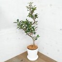 観葉植物/フランスゴムの木（曲がり）5号 セラアート白鉢入り