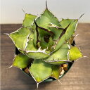 観葉植物/アガベ:チタノタ4号鉢植え(23-12)