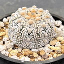 観葉植物/(わけあり特価)アストロフィツム:兜丸(Vタイプ)3号23-04
