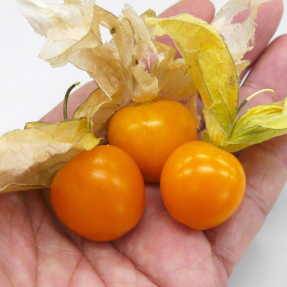 甘みと酸味のバランスが良いほおずき！ 野菜の苗野菜の苗/食用ホオズキ：瀬戸ゴールド3.5号ポット食用ホオズキはゴールデンベリー、ケープグーズベリーとも呼ばれ、新食材としてレストランなどでも注目を集めています。瀬戸ゴールドは糖度は平均13度以上と甘く、適度な酸味とのバランスがよく、コクのあるおいしさ。草姿は株立ち状に生育し、太くてしっかりした株になり栽培しやすい品種です。生育は旺盛で強健です。生でそのままはもちろん、ジャムにして、ケーキやアイスにも最適！！放任栽培ができるので、手間いらずの優れものです。鉢やプランターでも手軽に栽培できます。収穫は、自然に落ちたら収穫できるので、収穫の時期が簡単にわかります。 タイプナス科の半耐寒性多年草植え時4月下旬〜6月 収穫6月〜10月 草丈80〜120cm日当 日当りを好む栽培方法：戸外の日当たりのよい場所に定植します。露地植えの場合は、植え付け後1週間は水遣りしますが、その後は水を与えず乾燥気味に管理してください。鉢植えの場合は、8号以上の大きな鉢に植えると枝がたくさん伸び、収量が増えます。支柱を立てて倒伏しないようにし、土の表面が乾いたら水を与えてください。生育中は月に1回化成肥料を与え、追肥として月に2回程度液肥を施しますが、窒素肥料を控えて栽培してください。寒さに弱いので、最低15度以上を保って栽培してください。花がつき、さやになり始めたら定期的に液肥を与えてください。適温で日照があり、追肥をし続けていればずっと開花・結実します。花が付きにくくなったら、葉を2〜3枚残して枝を切り戻せば、新しい枝が出てきてまた開花・結実しはじめます。実のがく（殻）がうす茶色になったら完熟していますので、収穫してください。完熟していないとすっぱかったり、青臭かったりします。完熟していればたいへんフルーティで甘く、おいしく召し上がれます。多年草なので、冬季は室内の明るい窓辺で管理してください。暖地では鉢植えのまま、南向きの軒下などで冬越しできます。春にひとまわり大きな鉢に植え替えていただくとまた翌年も開花・結実します。写真は成長時のイメージですが、お届けの際は苗の状態です。