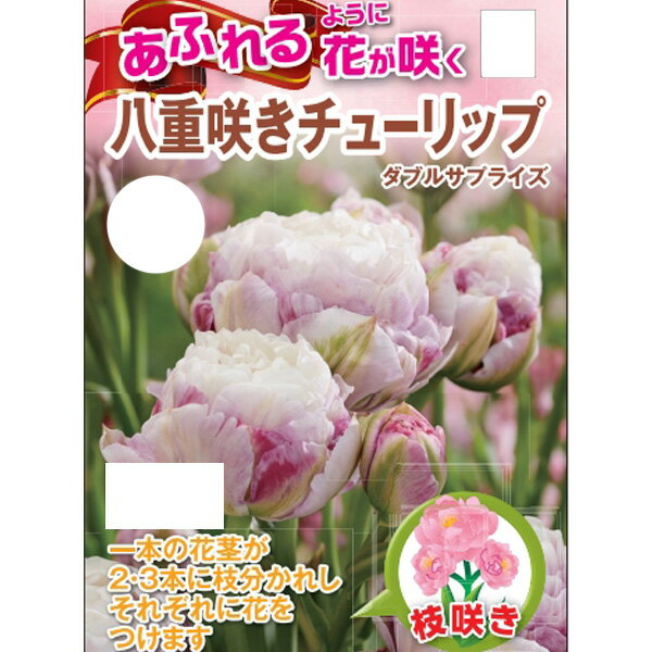 球根/チューリップ：ダブルサプライズ3球入り（DL）のサムネイル