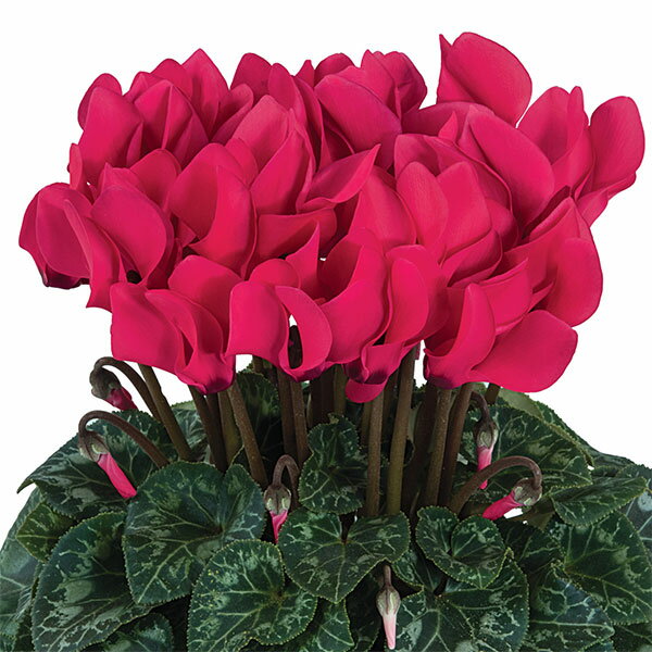 草花の苗/シクラメン：ドリームスケープ ディープローズ3.5号ポットのサムネイル