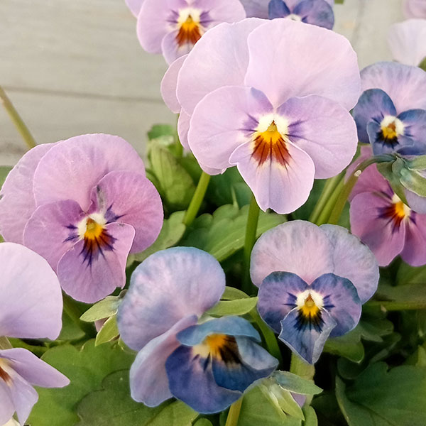 草花の苗/見元園芸さんのビオラ：よくばりプンク3-3.5号ポット 12株セット