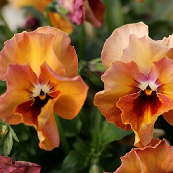 草花の苗/見元園芸さんのビオラ：キ...