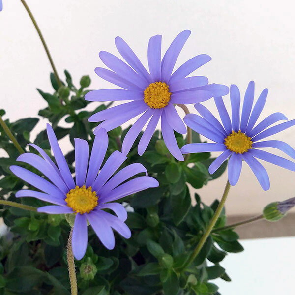 草花の苗/ブルーデージー：緑葉青花3.5号ポット