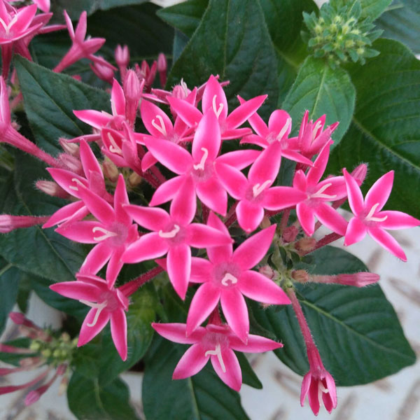 草花の苗/ペンタス：グラフィティ　フラーティーピンク3-3.5号ポットのサムネイル