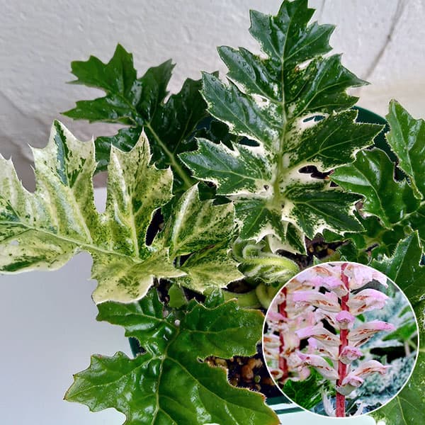 草花の苗/アカンサス：ホワイトウォーター3.5号ポット