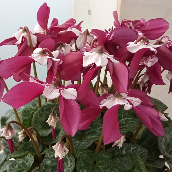 シクラメン：エレガントレディ ワーリー5号鉢