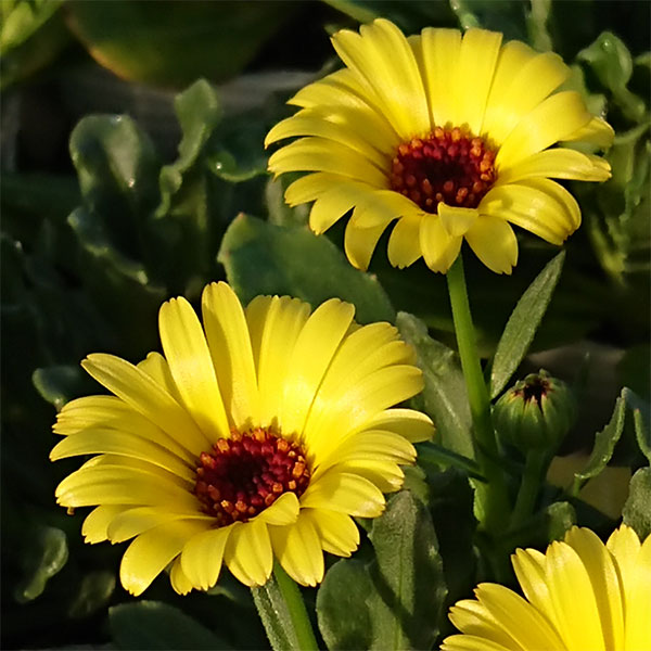 草花の苗/キンセンカ（カレンジュラ）：レモンスフレ2.5〜3号ポット
