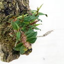 デンドロビウム 観葉植物/[ザ・ファームセレクト]デンドロビウム：ディカエオイデス（ディッカオイデス）　コルク付け