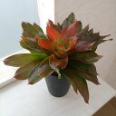 観葉植物/ネオレゲリア:メデューサ 4号