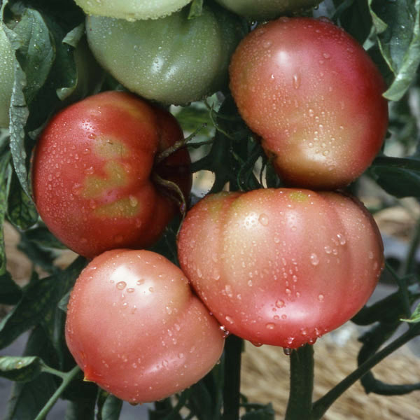 ゼリー部が少なく美味しい野菜の苗/尾張野菜：トマト：愛知ファーストトマト自根苗3号ポット愛知ファーストトマトは愛知県の伝統野菜として認定された品種。ゼリー部が少なく美味しい果肉がいっぱい詰まっています。果実の先端がツンと尖ったとてもおいしい品種で、、他の品種と区別がつきます。家庭菜園で完熟させて収穫すると格別の美味しさです。桃太郎が普及する以前は、トマトといればこのファーストトマトでした。タイプ: 非耐寒性1年草 植え付け適期:4〜5月 収穫: 7月〜9月 日当: 日当りを好む 用途: サラダ、グリル、煮物 栽培方法よく日の当たる水はけのよい場所に十分に元肥をほどこし定植します。生育旺盛で、葉が大きくなるので株間を40cm程度あけます。烈果防止のため、雨よけ栽培をおすすめします。花が咲き始めたら液肥などを継続的に追肥してください。収穫：肥料切れをおこさないようにすると沢山収穫できます。成熟した実を随時収穫しますが、9月末頃、寒くなってきたら緑の未成熟の実も全て収穫します。そのまま涼しい場所に置いておくとだんだん色づき、料理に利用できます。写真は成長時のイメージですが、お届けの際は苗の状態です。苗姿は個体差があります。