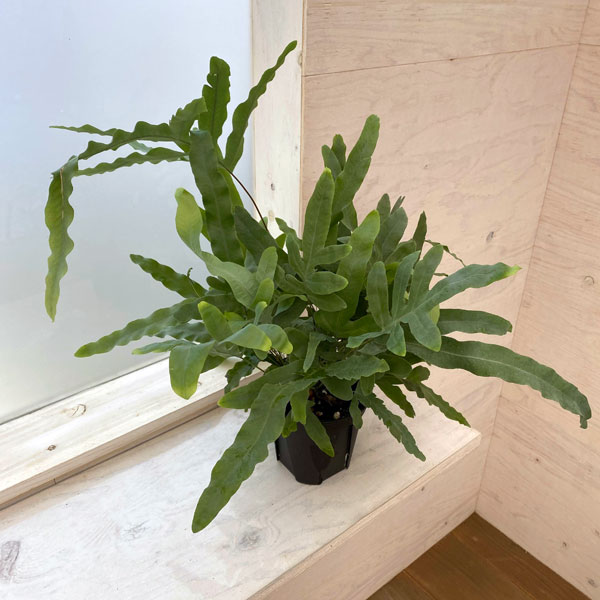 観葉植物/ポリポジウム：ブルースター5号