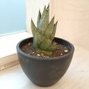 観葉植物/サンセベリア:ロックマン 3.5号プラ鉢植え22-10