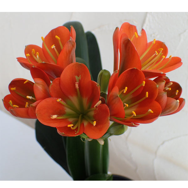 クンシラン：悠久（ユウキュウ）5号鉢植え