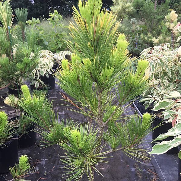 花木 庭木の苗/[送料無料]松：黄金黒松（オウゴンクロマツ） 6号ポット