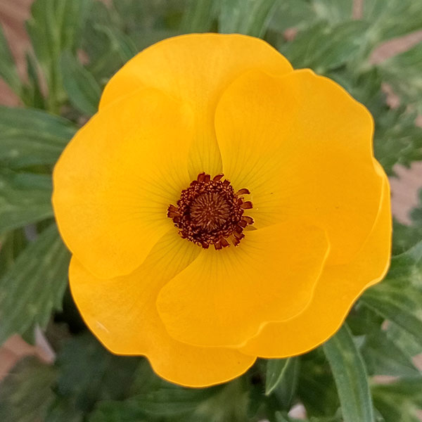 ラナンキュラス：サラセレネ アマルティア5号鉢植え