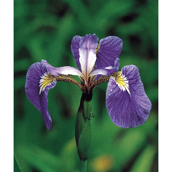 Neko様　売約済みです。耐寒宿根草　菖蒲湯用の菖蒲です。　22-4(5) Neko様 売約済みです。耐寒宿根草 菖蒲湯用の菖蒲です。 22-4(5)