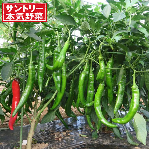 フレッシュな香り、強いうまみ・1株から約200本とれる！ サントリー本気野菜苗野菜の苗/甘ししとう3号ポット 2株セット風味豊かな青香。苦味なく、甘くて旨い柔らか果肉。ししとうの柔らかさと甘長トウガラシのコクを合わせ持つ高食味品種。初期から終盤まで衰えない着果、生り疲れせず非常に作りやすい。タイプ：ナス科 果形:くさび形収穫数目安:100〜150本程度収穫適期果重:12〜20g栽培適性：プランター向け、畑向け栽培ポイント:整枝もほぼ不要、非常に作りやすい。収穫期間が長いので肥料切れには注意。プランター栽培でも作りやすい品種ですが、やや高性のため、支柱をしっかり立ててください。赤くなる前のフレッシュな若穫りをお楽しみ下さい。収穫適期サイズより肥大した場合や、過乾燥、極端な肥料切れをした場合には辛くなる可能性があります。特に秋の収穫時は大きくすると辛くなりやすくなります。栽培方法：・土づくり／日当たりが良く、できるだけナス科を連作していない場所を選びましょう。植えつけ2〜3週間前に堆肥2kg/m2、苦土石灰100g/m2を混ぜ、よく耕して土づくりをしておきます。植えつけ1週間前には配合肥料（8ー8ー8）など100g/m2を混ぜ込み、畝をつくります。パプリカは低温に弱いため、マルチフィルムを張り、地温を上げると生育初期の活着がよくなります。・植えつけ／高温を好む作物です。特に定植時の湿気に気をつけましょう。関東地方でも4月下旬以降が推奨。低温期に定植する場合は、苗カバーなどで保温に努めましょう。畑の場合、株間50cm以上とします。植えつけ直後は細めの仮支柱を立てます。植えつけ直後は細めの仮支柱を、完全に活着するころには 1mほどの太くて丈夫な本支柱を立てます。誘引ヒモは「8の字」に茎と支柱の間にゆとりをもたせて結びます。生長とともにこまめに結んでください。＜コンテナ・プランターの場合＞土の容量が15リットル以上の大きめの鉢を選びます。日当たりのよい場所に置きましょう。「本気野菜の土」など、野菜用培養土を選びます。入れる量はウォータースペースを残し、8〜9分目程度にしておきます。・わき芽かき／一番花が咲いてきたら自然に分枝を始め、その後も着果ごとに分枝していきます。主枝を支柱に誘引すれば、その後はそのままで大丈夫です。一番花より下にある小さなわき芽は、取り除くようにしましょう。分枝した枝先に多く果実が実るころ、補助的にヒモで誘引すると枝折れを防ぐことができます。・摘果／摘果は特に必要ありませんが、株の生長を促進させるため、一番果は早めに収穫しましょう。・追肥／一番花が咲いてくるころ、最初の追肥をします（畝の両側に1株あたり、配合肥料50g程度すき込みます）。パプリカは比較的肥料を好みますので、その後は約3週間おきを目安に適宜追肥します。・収穫／甘ししとうは10〜18cm。枝を傷めないよう必ずハサミを使いましょう。若い緑果実を利用することも、赤くした完熟果実を利用することもでき、両方お楽しみいただけます。※甘ししとうは栽培環境により稀に辛味が生じることがあります。辛いトウガラシのそばで栽培した時、開花期のストレス（極端な高温や低温等）が発生し、正常に種子が結実できず果実が肥大した場合　等調理利用にあたっては、少量ずつ試し、辛さをご確認の上、ご利用ください。・摘芯／特に摘芯は必要ありませんが、栽培後半に株が乱れてきたら、適宜整枝します。※果重、収穫数については保証するものではありません。日当たりのよい畑栽培での目安です。栽培する環境により変動します。写真は成長時(開花時)のイメージです。お届けの際はまだ苗です。お届け時の苗姿は個体差があります。表示の写真と異なることがあります。※写真はイメージです。 甘ししとう3号ポット 2株セットの栽培ガイド野菜：ピーマン・ししとう・トウガラシの育て方野菜（実もの）：ナスの育て方・栽培方法