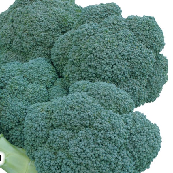 ��ڤ���/[����̵��]�֥��å��꡼�����㥹����2.5��ݥå�40�����å�