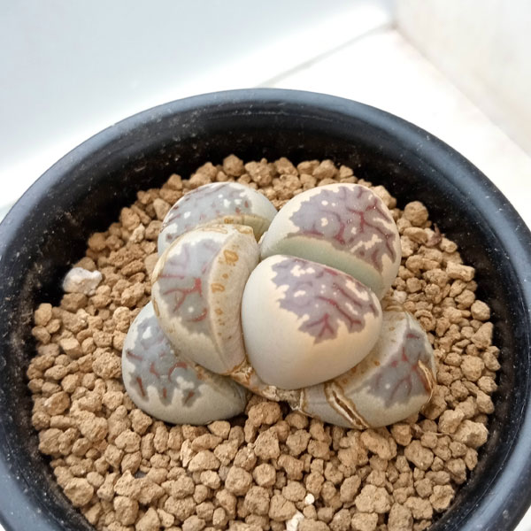 観葉植物/リトープス：麗虹玉（れいこうぎょく）2.5号鉢植え*