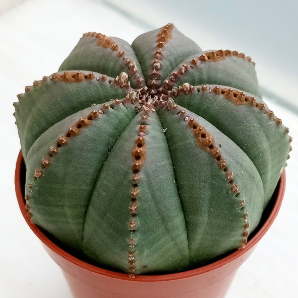 観葉植物/ユーフォルビア：オベサ　5.5cmポットのサムネイル