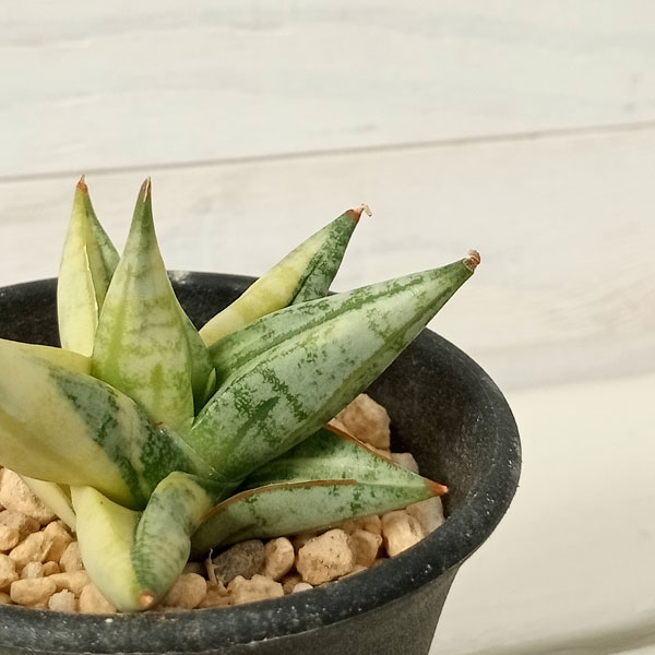 観葉植物/[送料無料][棚卸セール]サンセベリア：ミンマニーバリエガータ(BEST SHOW) 3号鉢植え23-01