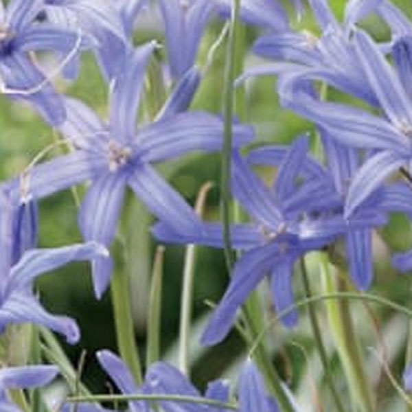小型球根/イキシオリリオン：タタリカム 8球入り[5月頃開花]茎や葉はイキシアに、花はユリに似ていることからついた名前と言われているイキシオリリオンは、繊細なラベンダー色の小花を星のように咲かせる原種球根草です。すっきりとした香りも魅力。耐寒性があり、とても丈夫で、どんな花とも合いますので、寄せ植えや切花に最適です。タイプイキシオリリ科の耐寒性球根植物草丈30-40cm植え時9-12月開花期5月頃用途花壇、鉢植え、切り花日照日向むき栽培方法：特に病気もなく、丈夫で手のかからない球根植物です。秋に水はけの良い土に、球根を深さ15cm程に植えつけて下さい。やや暑さに弱いので、夏に過湿になると腐りやすくなります。休眠期間の管理方法は、花後鉢ごと乾燥させるか、掘り上げて乾燥保存して下さい。写真は開花時のイメージです。※球根の表皮が剥けていたり、細かな傷がある場合がありますが、生育には支障ありません。イキシオリリオン：タタリカム 8球入り[5月頃開花]の栽培ガイド秋植え球根のダブルデッカー植え球根の植付け秋植え球根