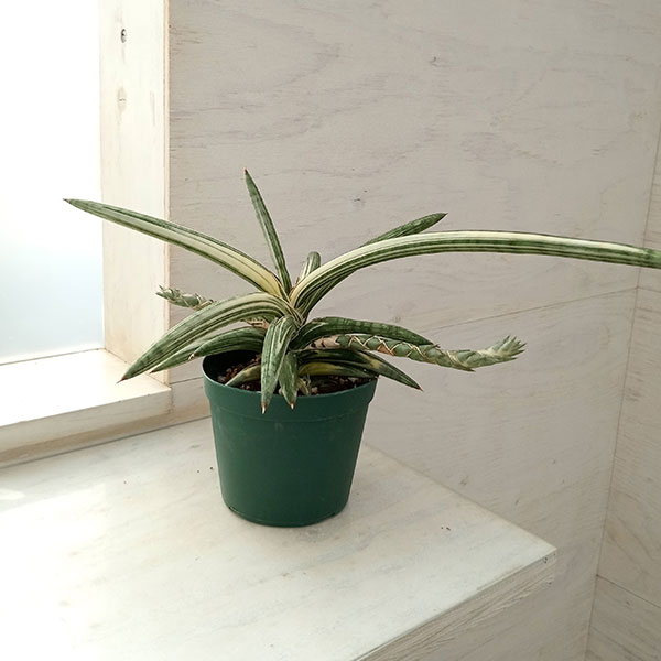 楽天市場】サンスベリア 斑入り(花・ガーデン・DIY)の通販 楽天市場】サンスベリア 斑入り(花・ガーデン・DIY)の通販