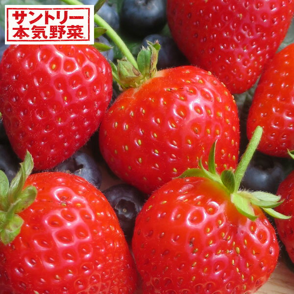 野菜の苗/[送料無料]イチゴ（四季なり）：らくなり(R)イチゴ3号ポット24株セット*R