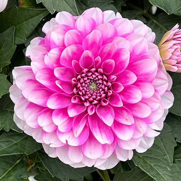 ダリア（大輪咲）：ナマハゲビューティー6号鉢植え