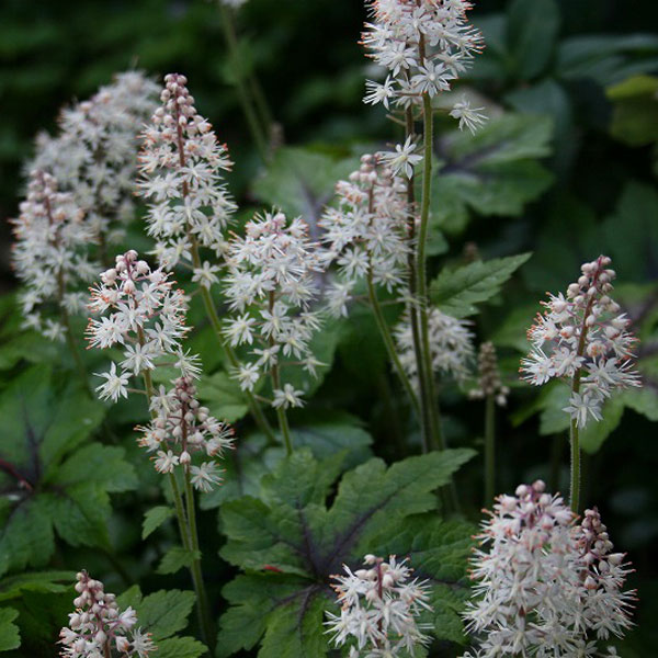 楽天市場】ティアレラ苗（花・ガーデン・DIY）の通販