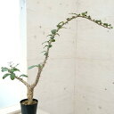観葉植物/セサモタムナス:ブッセヌス 5号22-01