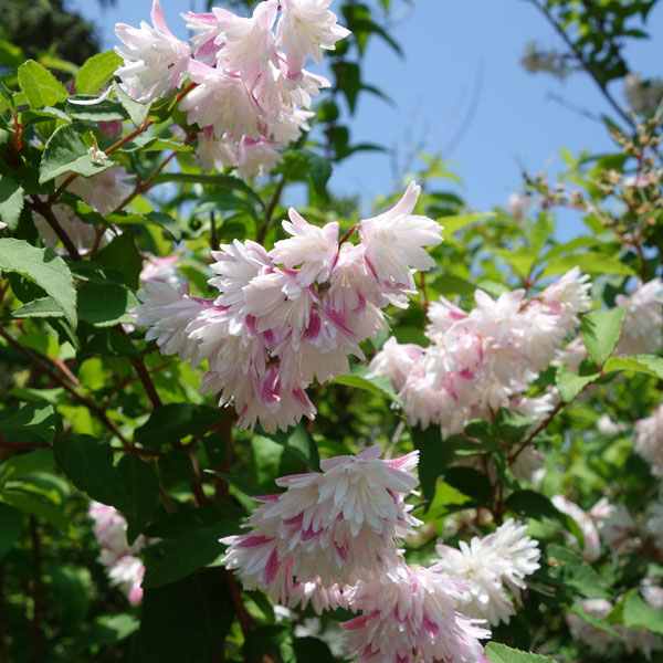 花木 庭木の苗/ウツギ：サラサウツギ（更紗空木）5号ポット