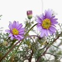 草花の苗/(わけあり特価)ブラキカム:パープルステム3号ポット