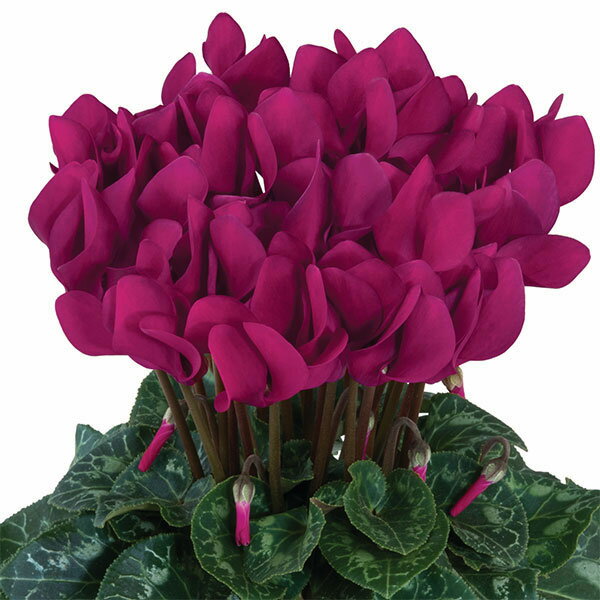 草花の苗/シクラメン：ドリームスケープ　パープル3.5号ポットのサムネイル