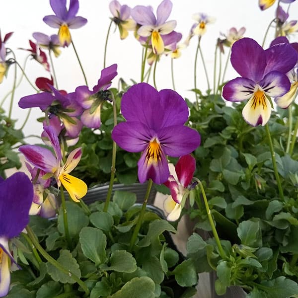 草花の苗/見元園芸さんのビオラ：ルルのひなたぼっこ3-3.5号ポット 6株セット