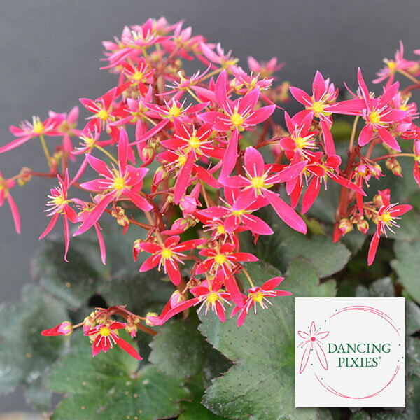 （わけあり特価）サキシフラガ：ダンシングピクシー タジャ5号鉢植え