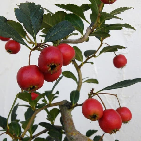 サンザシ（山査子）：ルビーサンザシ5-5.5号鉢植え[実付き]